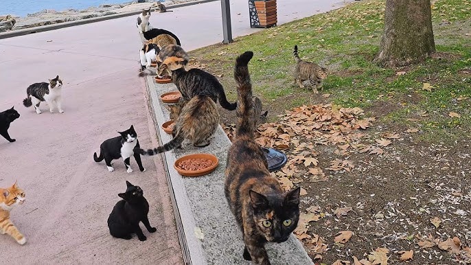 Calle de Hortaleza 63, Chueca 0