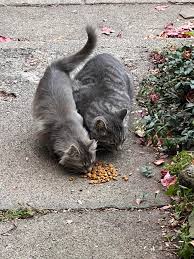Plaza del Dos de Mayo 0